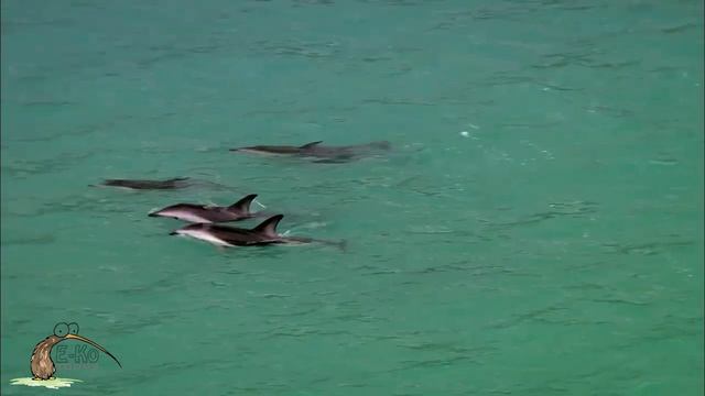 Picton E Ko Tours Dolphin Swim 2017 смотреть онлайн