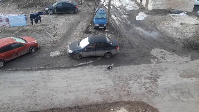 Индоутка во дворе высотного дома. смотреть онлайн