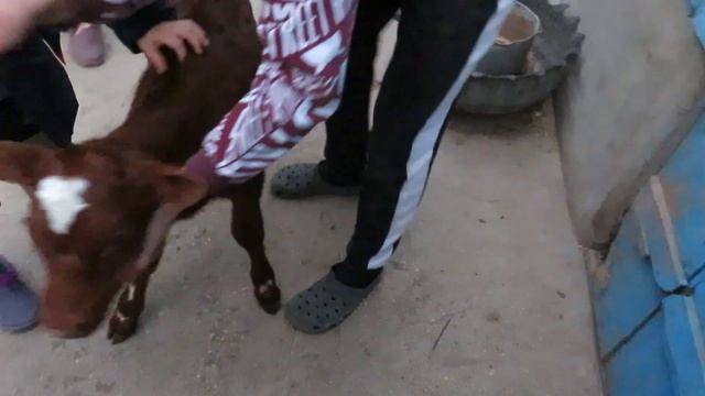 Шью для ВНУЧКИ 🧵\Еще теленочек🐮\ Филипп Очень рад!\Семья Сиротенко смотреть онлайн