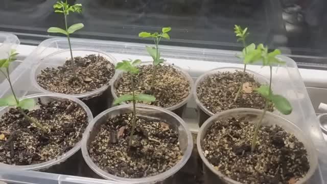 Мои будущие медоносы.15 декабря 2021 г. смотреть онлайн