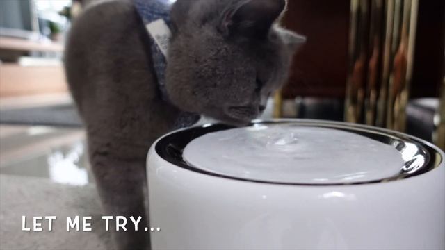 PETKIT EVERSWEET 3 WATER FOUNTAIN REVIEW | KITTICOOPER смотреть онлайн