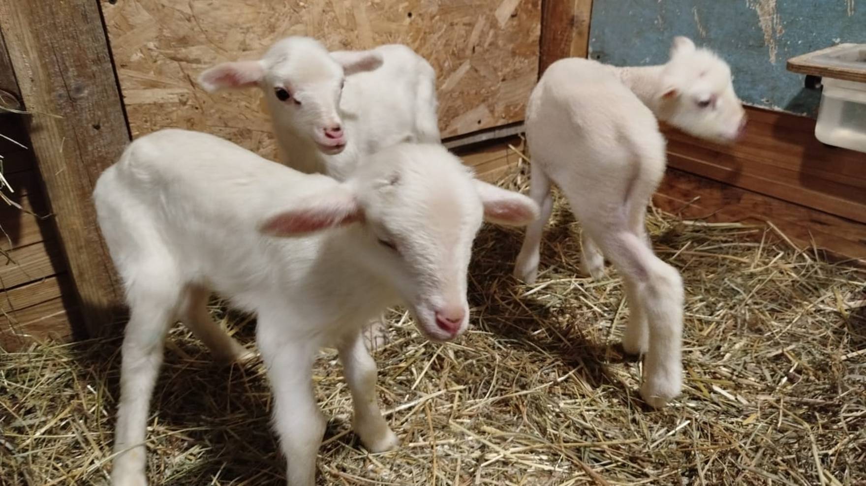 ВСЮ НОЧЬ ЯГНЯТ СПАСАЛА🤔 смотреть онлайн