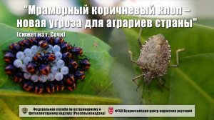 «Мраморный коричневый клоп – новая угроза для аграриев страны» (сюжет из г. Сочи)