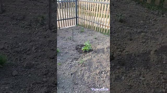 19.05-21.05.23 Посадка картофеля, перцев, капусты и конечно же цветов смотреть онлайн