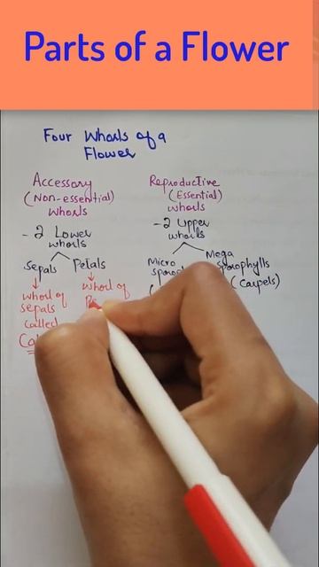 Parts Of A Flower||Floral Parts Of Plants