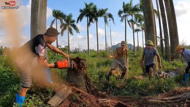 Use Brave Pitbull Dog With Chainsaw Catch Fierce Giant Python Laying Eggs in The Tree Trunk смотреть онлайн