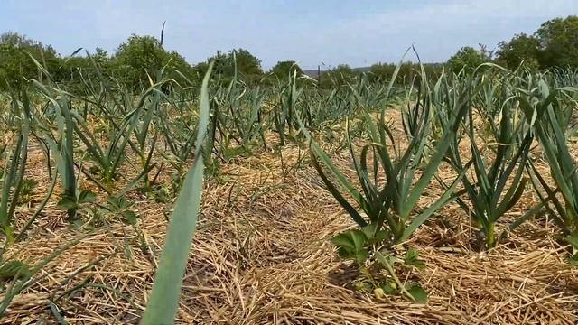 Ультроранний сорт клубники РОЗАНА Киевская купить саженцы клубники смотреть онлайн