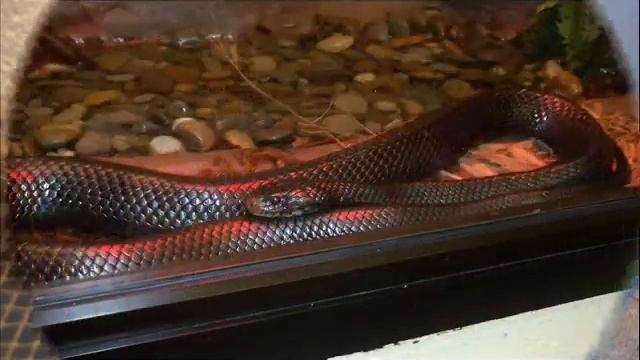 Woodlouse Spiders Street Brawl and New Introduction смотреть онлайн