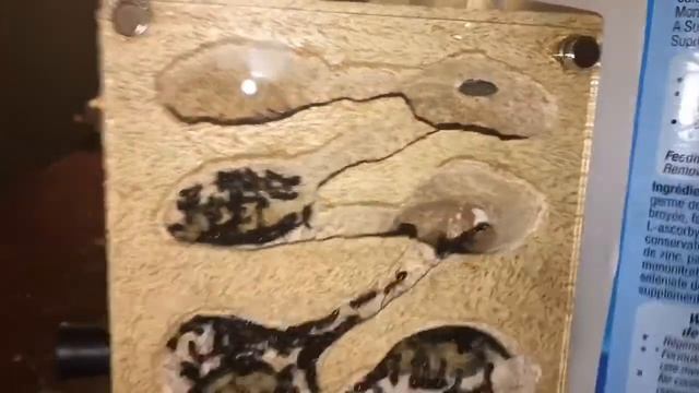 Camponotus Colony смотреть онлайн
