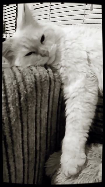 Устал #кот #кошка #коты #зефир #сон #отдых смотреть онлайн