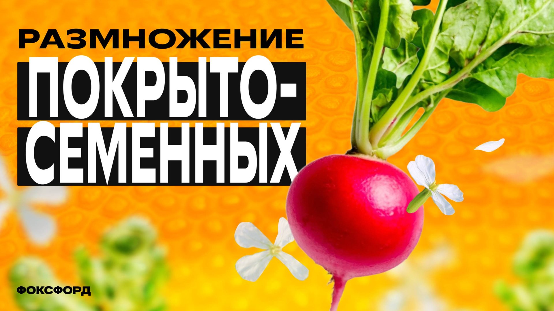 Размножение покрытосеменных | Биология, 7 класс смотреть онлайн