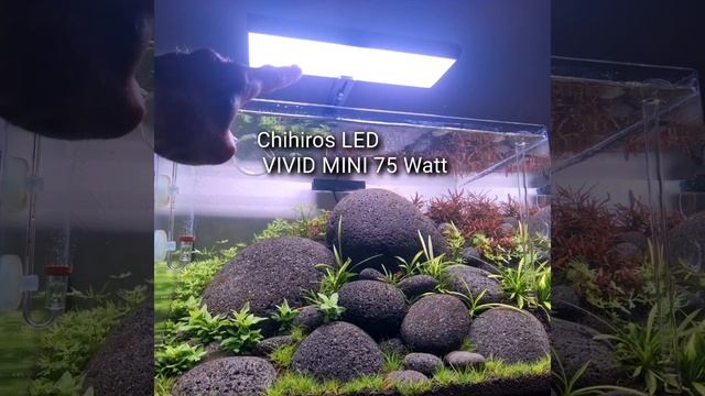 Olibetta 70 liter Black Pebble Aquascape - update: Day 13 смотреть онлайн