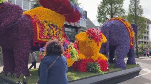 Парад цветов в Нидерландах | Чем заняться в Голландии