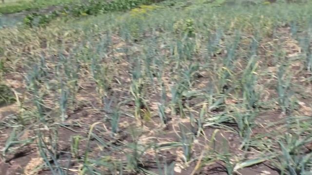 Почему стоит посадить лук осенью. Сравнение лука под зиму и лука весенней посадки. смотреть онлайн