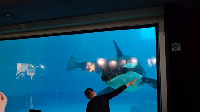 Косатка в Москвариуме смотреть онлайн