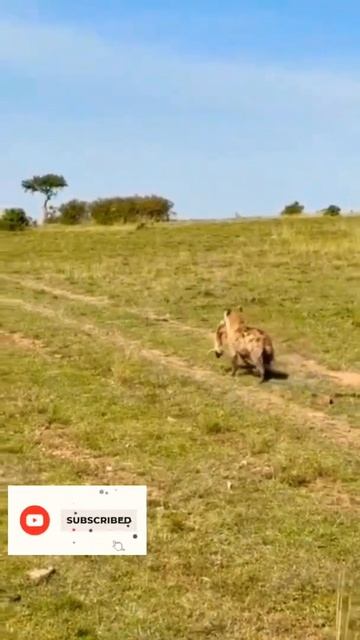 The Fight Between Tiger And Hyena For Deer😱😱 #short #youtubeshort #viralshorts смотреть онлайн