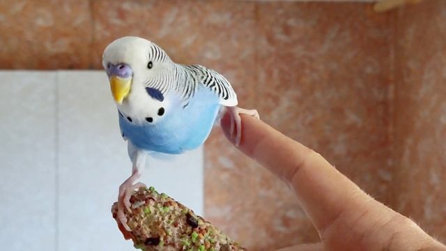 Johnny parrot & Van Damme split / Джонні папуга тренується сідати на шпагат як Ван Дамм. смотреть онлайн