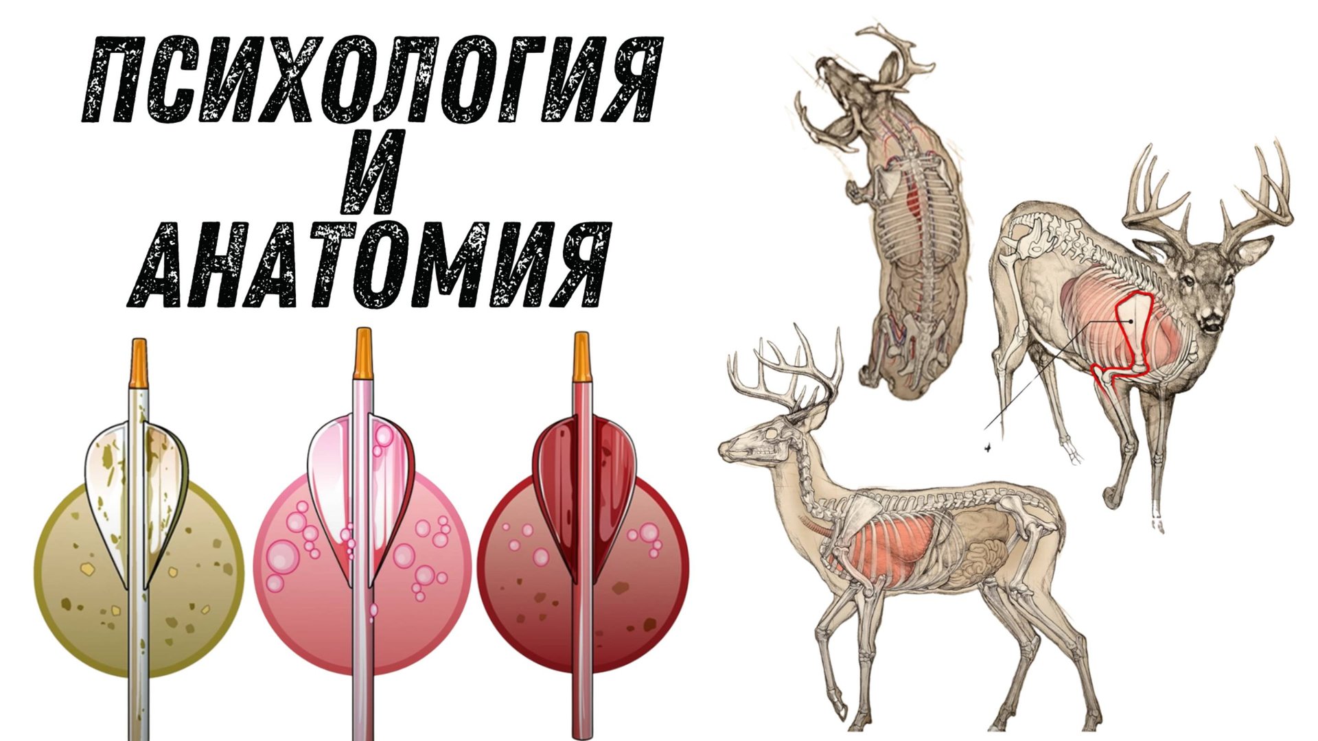 ОХОТА НА ОЛЕНЯ // КАК СТРЕЛЯТЬ в оленя с лука? Куда целиться в оленя? // Охота с луком смотреть онлайн