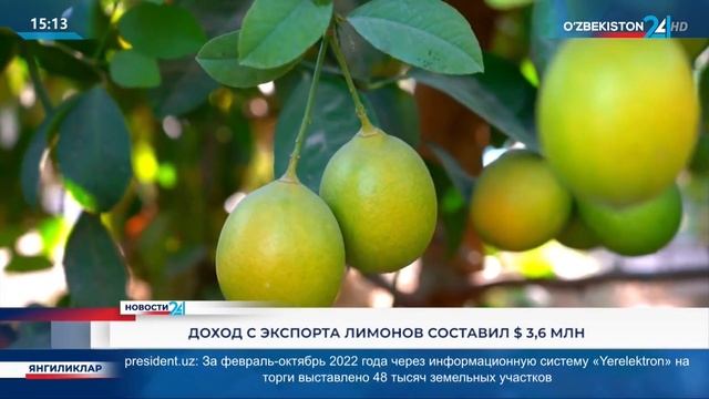 Новости 24 | Доход с экспорта лимонов составил $ 3,6 млн