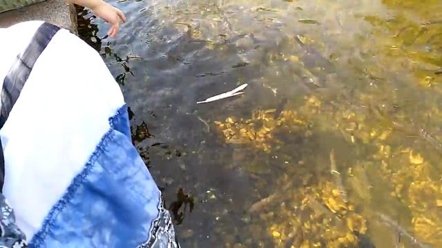 Кормим рыбок в пруду...