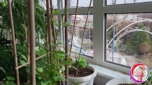 Ранняя весна. Как перезимовали розы и клематисы? Обзор домашней теплицы. 20 Марта.