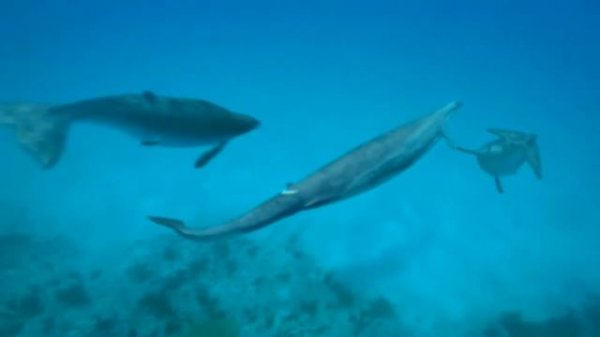 Walking With Series [2001 - 2004] - Dorudon Screen Time