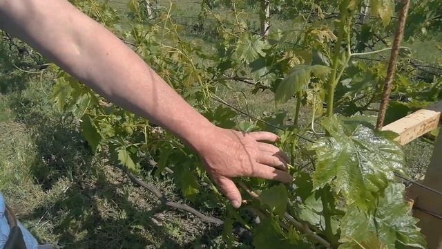 Первая подвязка винограда смотреть онлайн