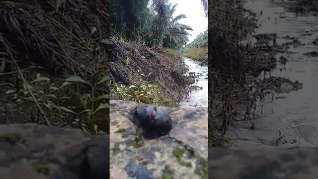 Tak Gendong Kemana Mana Versi Kumbang Badak (Oryctes rhinoceros) смотреть онлайн