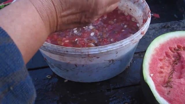 Как заготовить много семян арбузов. Свои семена. смотреть онлайн