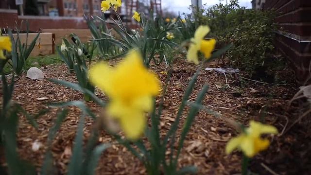 D.C. School Gardens Program смотреть онлайн