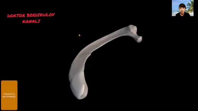 QOVURG'ALAR ANATOMIYASI/КОВУРГА КАСАЛИКЛАРИ/COSTAE/Costae Anatomisi смотреть онлайн