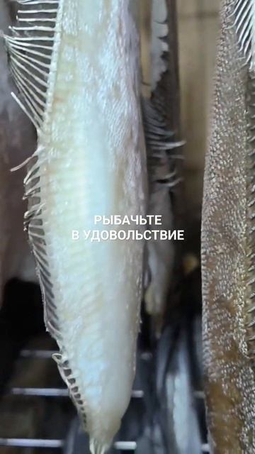 Камбала- ёрш. смотреть онлайн
