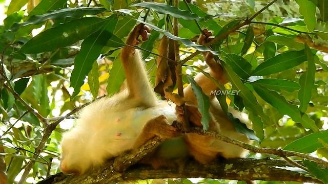 News update pregnant Rose was sleeping in a tree with a miscarriage/ she look so weak body смотреть онлайн