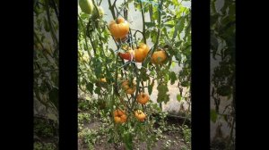 ТОМАТ ХАМЕЛЕОН