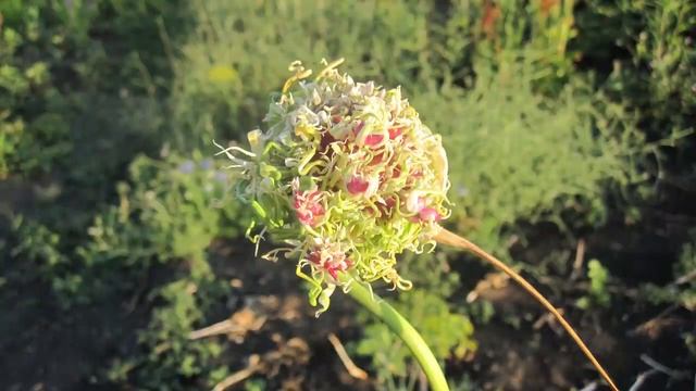 Что это на чесноке? смотреть онлайн