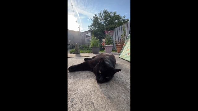 A Day in the Life of My Panther смотреть онлайн