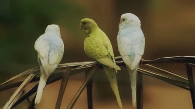 Природа. 1 час пения попугаев смотреть онлайн