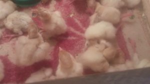 Если индюшонок переворачивается