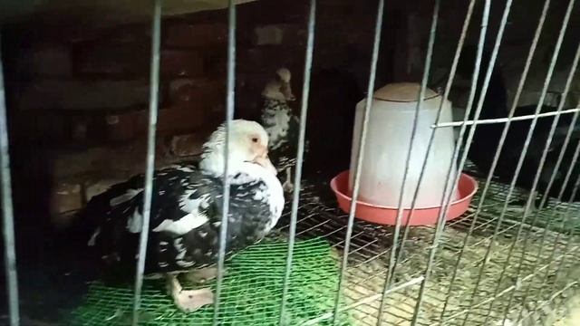 В моём хозяйстве не приятные новости. Утёнок вывернул лапу. смотреть онлайн