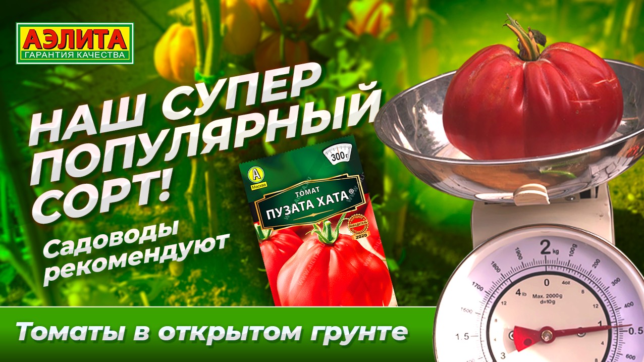 СУПЕРХИТ 21 века - сорт ПУЗАТА ХАТА. Наш супер популярный томат! смотреть онлайн
