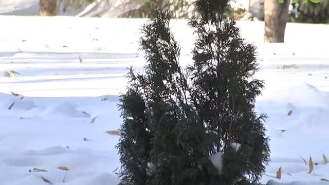 С 1 по 3 марта в Самаре пройдет рейтинговое голосование смотреть онлайн