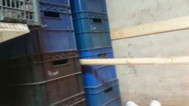 11 куры, кормежка