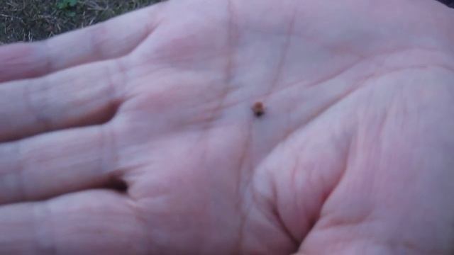 Клещ у козы. Что делать. смотреть онлайн