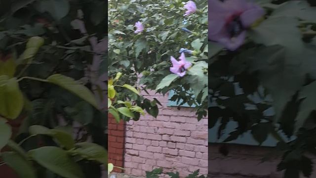 Неожиданная встреча, Пчела-плотник смотреть онлайн