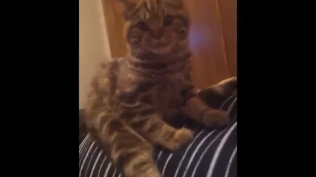 кошюня сидит на шпагате...) смотреть онлайн