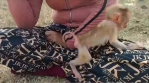 Маленькая обезьянка легко налаживает контакты и с людьми, и с  другими ...  1000040048.mp4