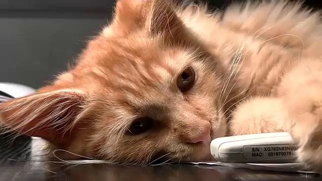 музыка без ап смотреть онлайн