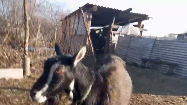 Принцесса опять привела потомство. Новый сезон окотов.