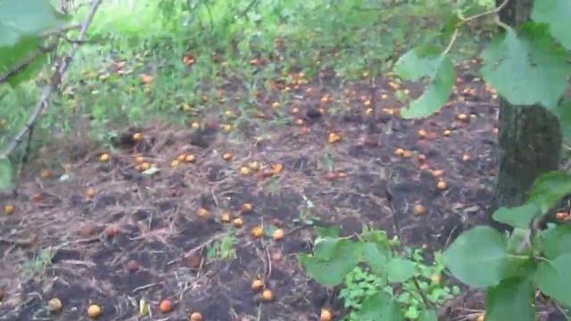 Как осыпались фрукты в саду после ливня и урагана. смотреть онлайн