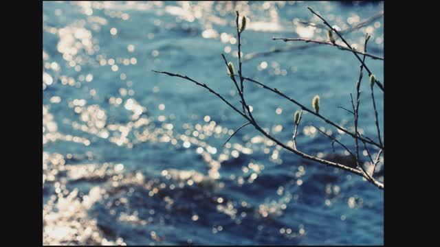 Верба весной. Ирис Ревю. смотреть онлайн